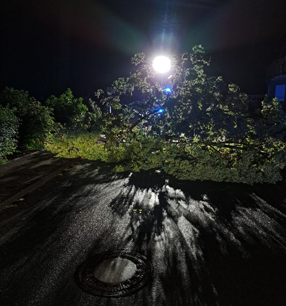 Umgefallener Baum auf Straße und Gehweg in der Dunkelheit. Beleuchtung im hintergrund.