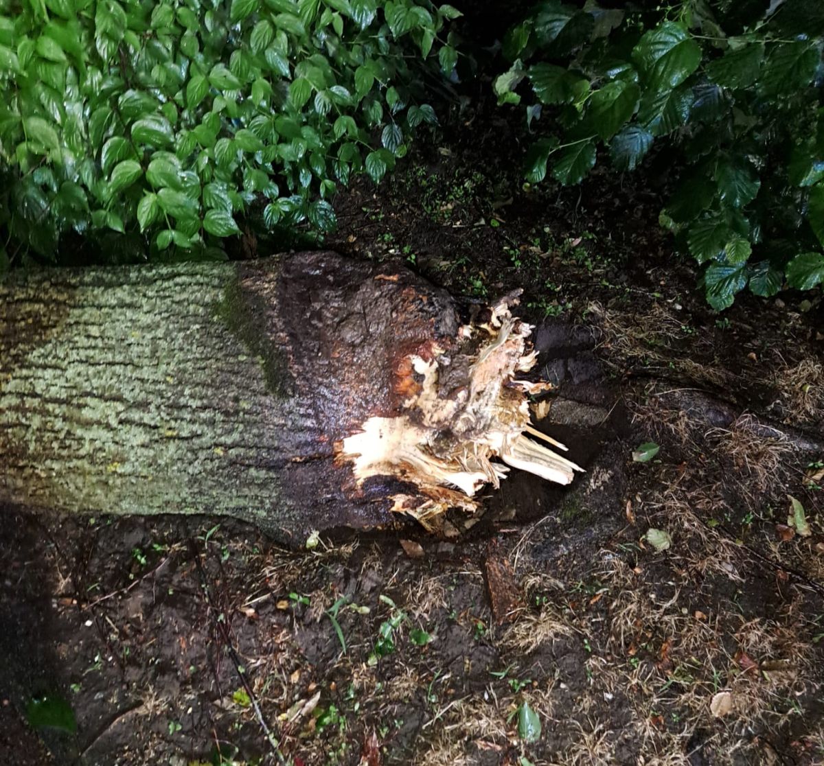 Abbruchstelle um umgefallenen Baum. Abgebrochene Wurzel.