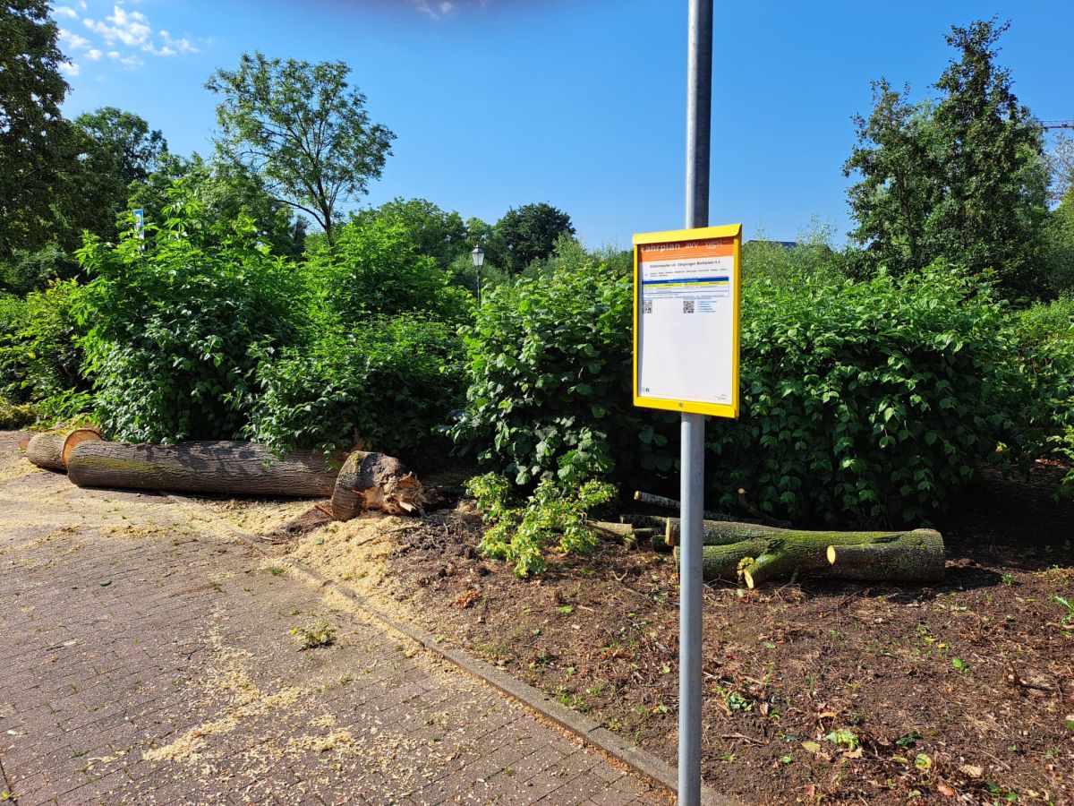 Zur Seite geräumte, zerschnittene Teile vom Baum bei Tageslicht.